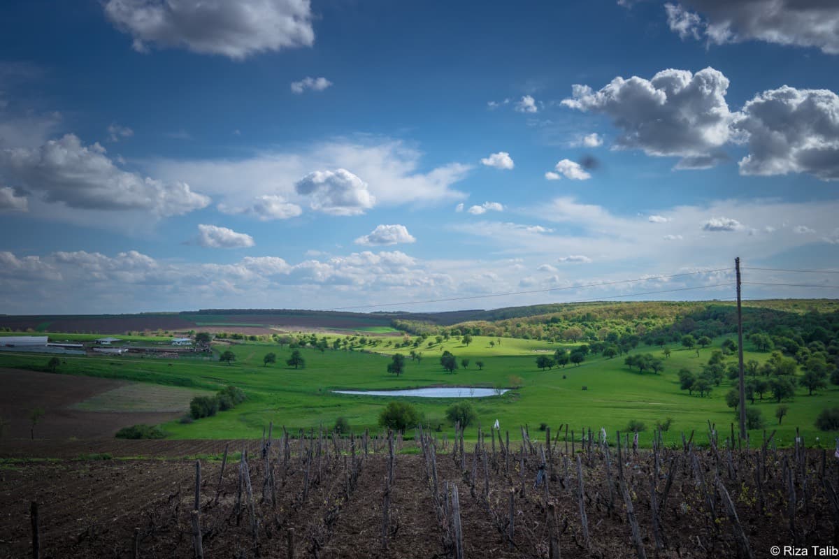 Vineyards in Bulgarian wine country
