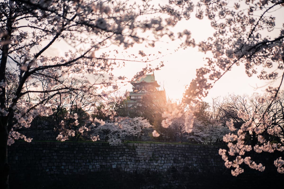 Osaka Castle framed by cherry blossom at sunset