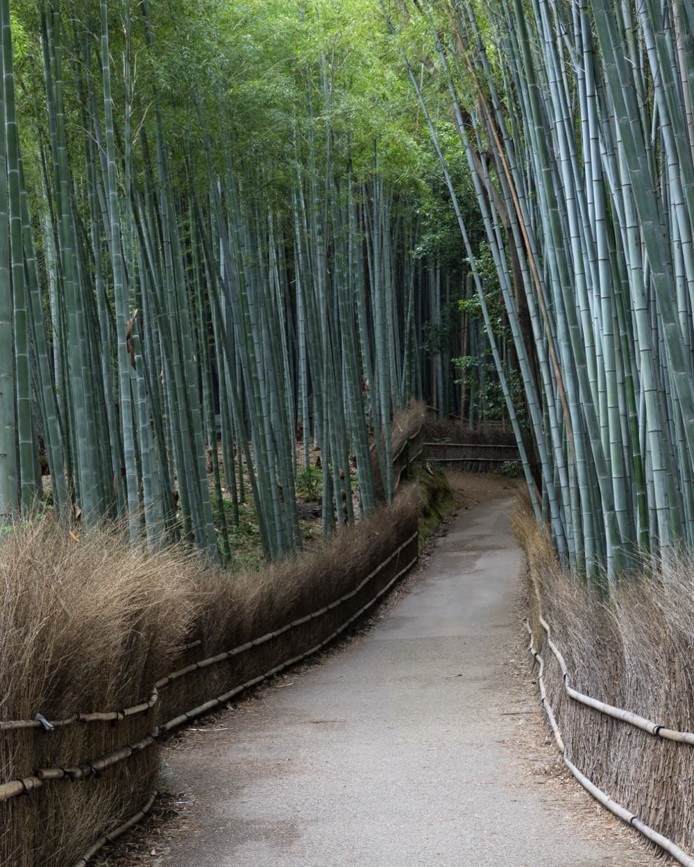 Sagano bamboo forest, Arashiyama, Kyoto